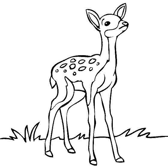 Zoo Coloring Pages | Print Color Craft