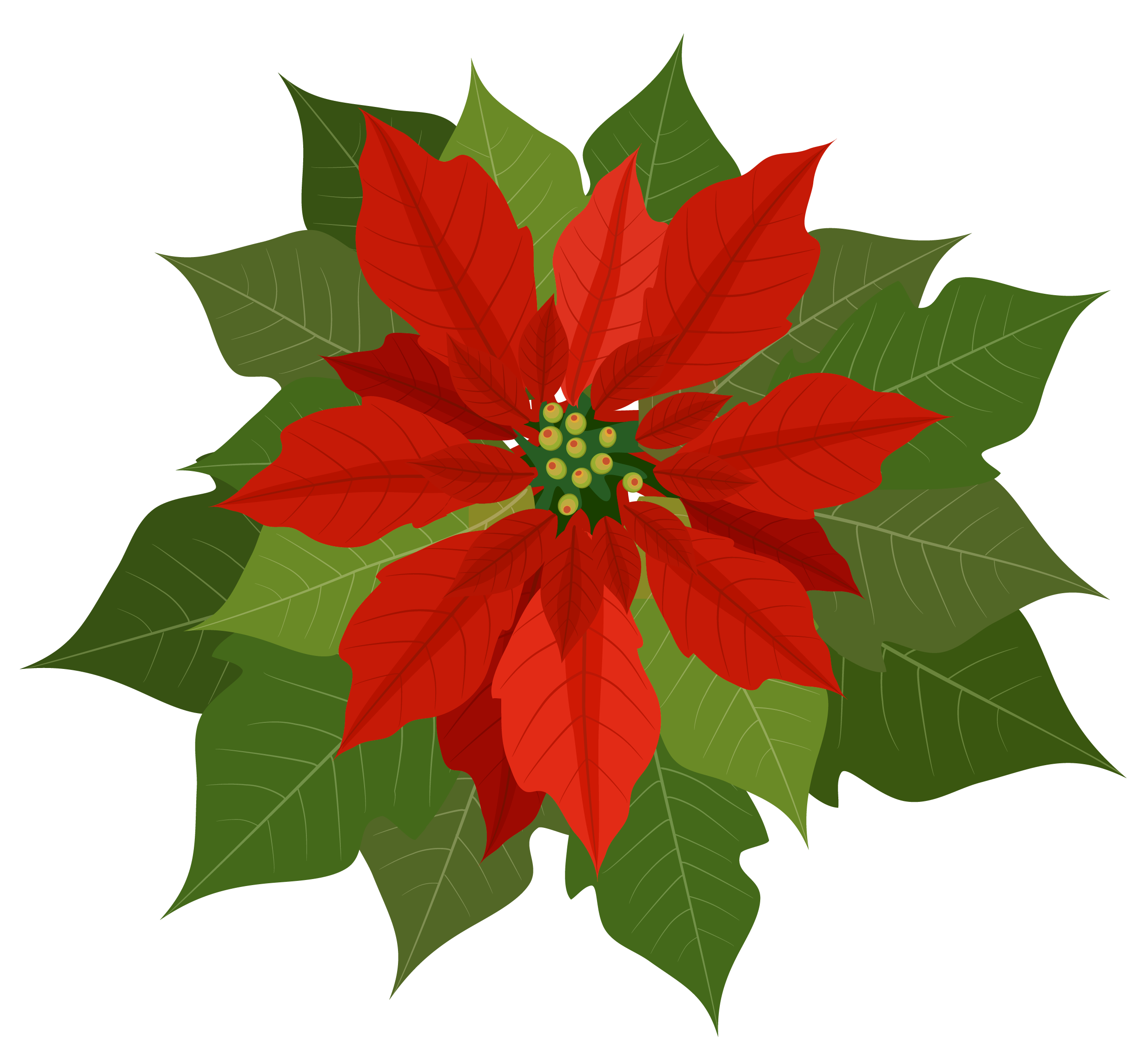 Free clipart of christmas poinsettia