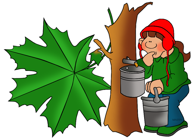 Clipart sugar maple tree