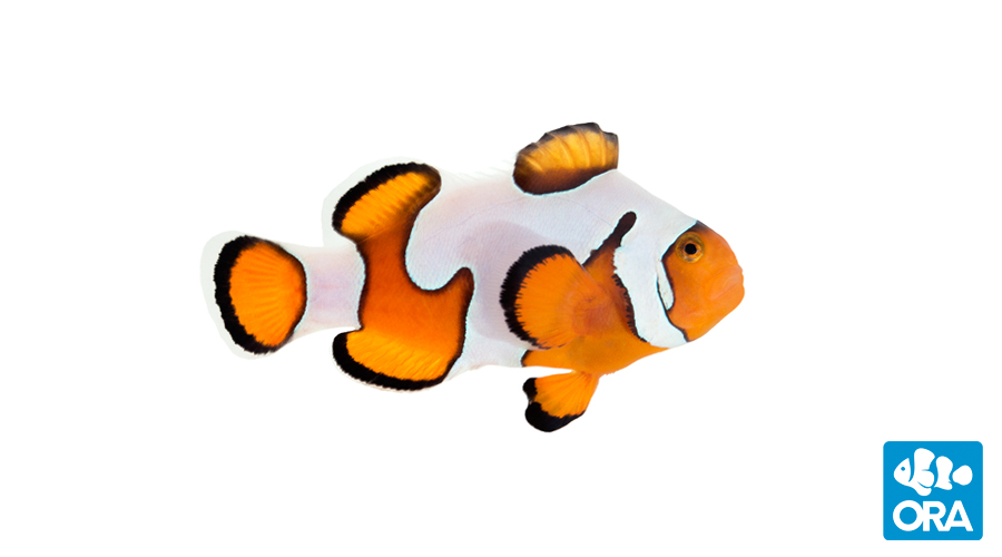 ORA Clownfish | ORA | Oceans, Reefs & Aquariums