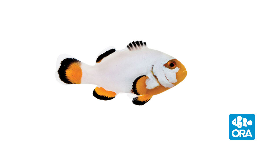 ORA Clownfish | ORA | Oceans, Reefs & Aquariums