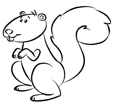 1000+ images about squirrel drawings