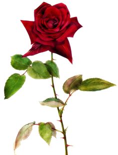 I had a red rose to send you, but it reeked of occasion, I thought ...