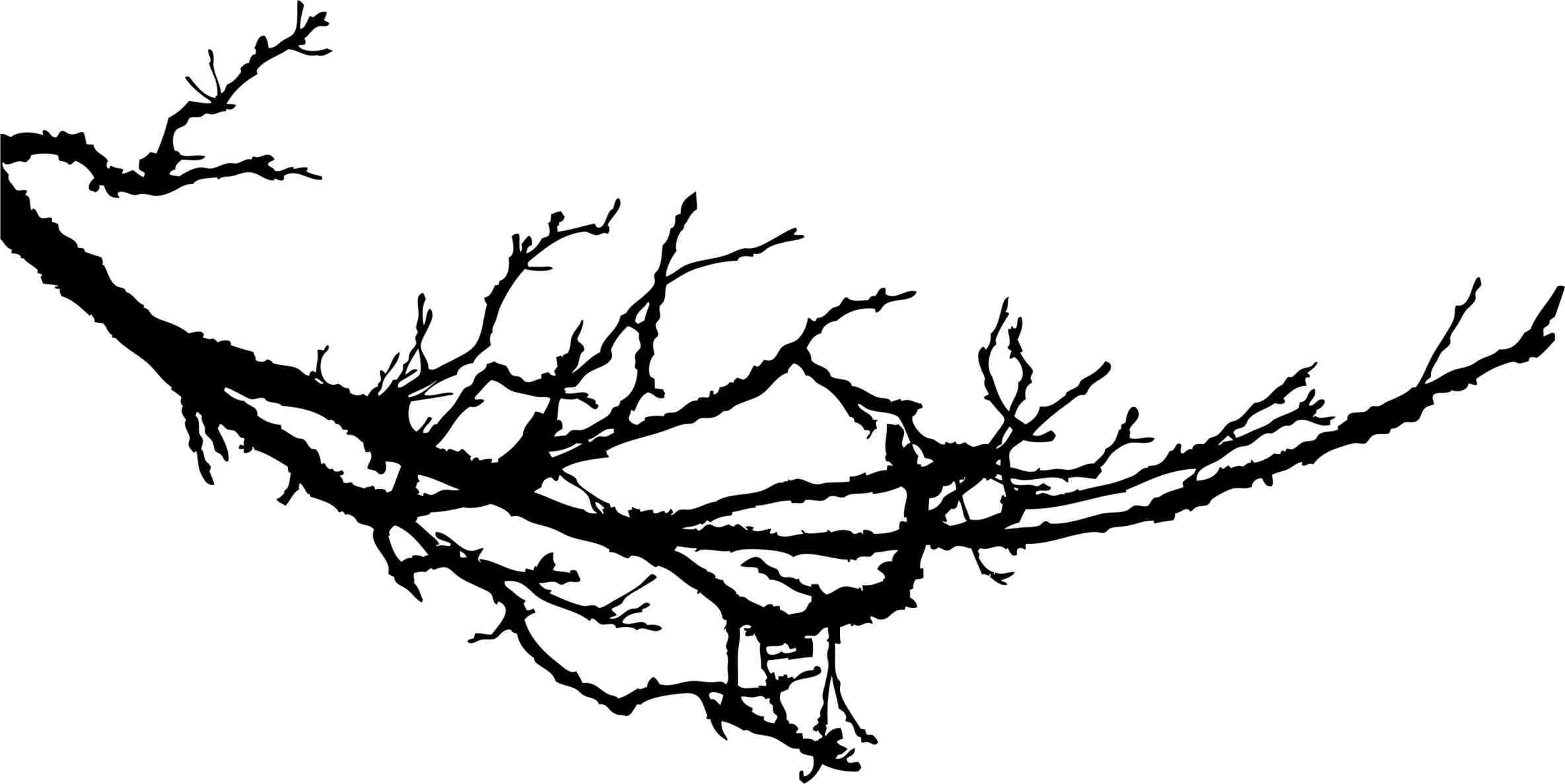 Tree Branch Outline ClipArt Best