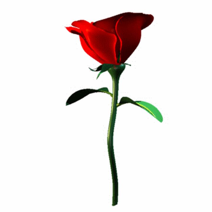 Single Red Rose Clipart