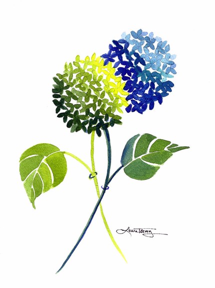 Hydrangea Clipart - Tumundografico