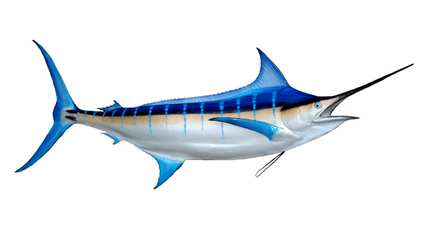 Blue Marlin Related Keywords & Suggestions - Blue Marlin Long Tail ...