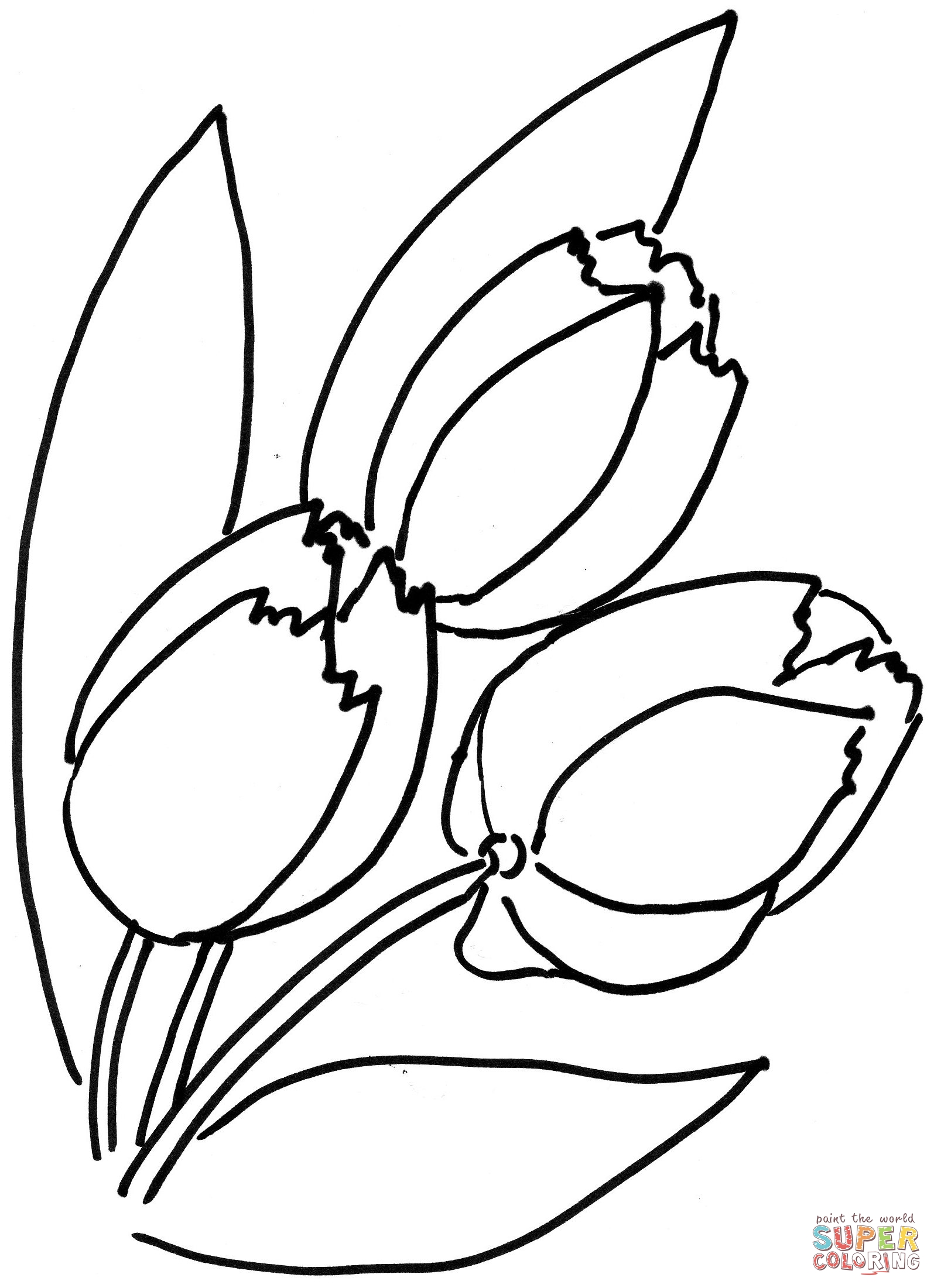 Tulips To Color - ClipArt Best