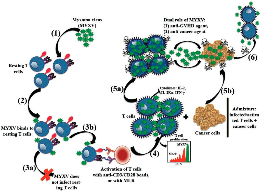 Viruses | Free Full-Text | Therapeutics for Graft-versus-Host ...