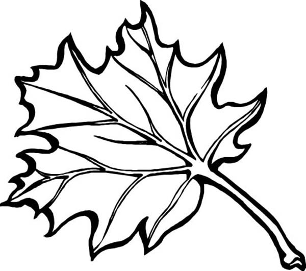 Best Photos of Maple Leaf Coloring Page - Maple Leaves Coloring ...