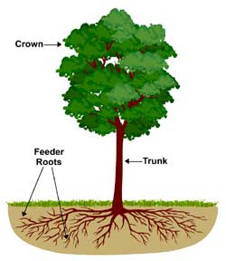 Tree Fertilization methods | Tree Service in MA & NH