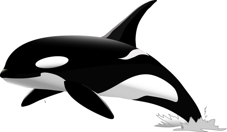 Orca Drawings - ClipArt Best