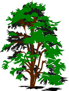 Redwood Tree Clip Art Free - ClipArt Best