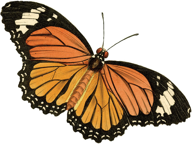 Antique Butterfly Clipart - ClipArt Best
