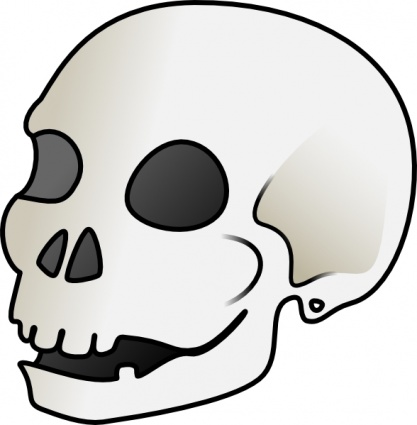 Picture Of The Skull - ClipArt Best