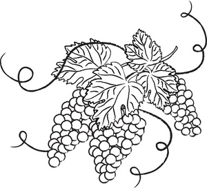 Grapes Clipart Image - Coloring Page Outline Drawing of Grapes on ...