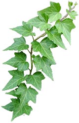 ivy-cutout2.jpg