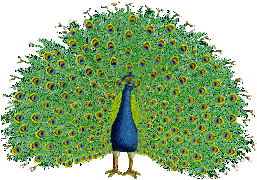 Peacocks: Animated Images, Gifs, Pictures & Animations - 100% FREE!