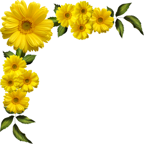 Yellow Daisies Transparent Clipart