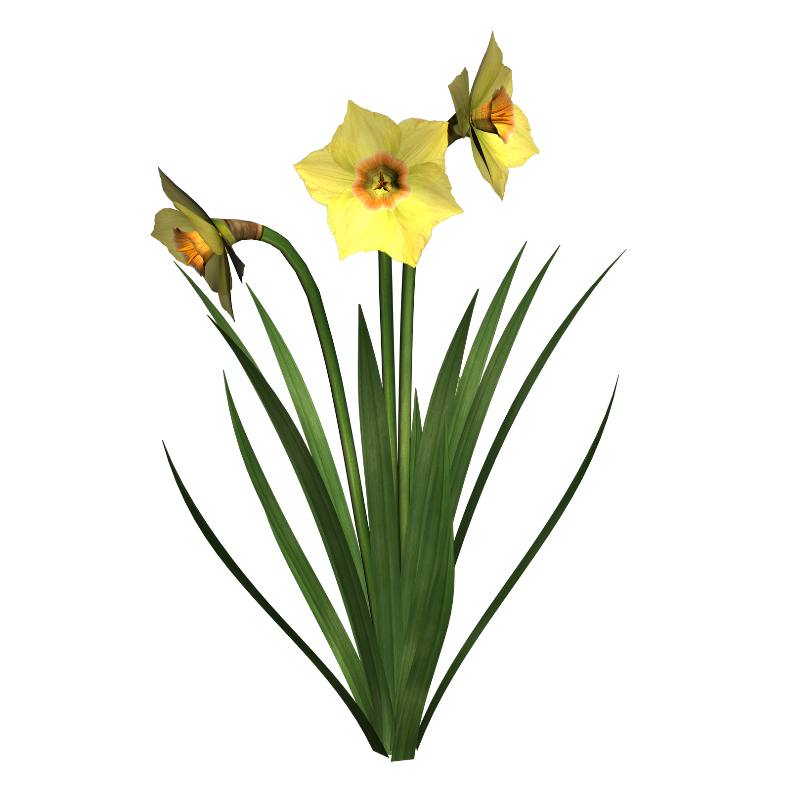 Free Daffodil Clip Art Borders - ClipArt Best