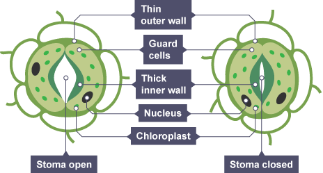 012_bitesize_gcse_tsbiology_ ...