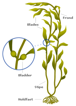 Microscope Diagram And Functions - Free Clipart Images