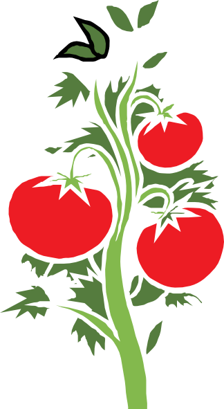 Tomato Plant Drawing - ClipArt Best