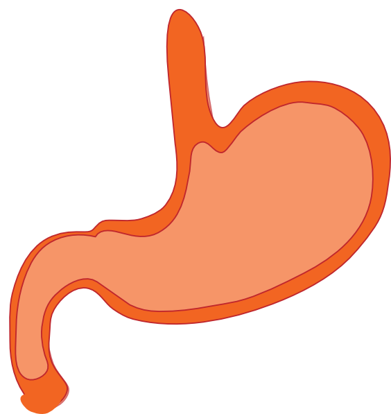 Animated stomach clipart