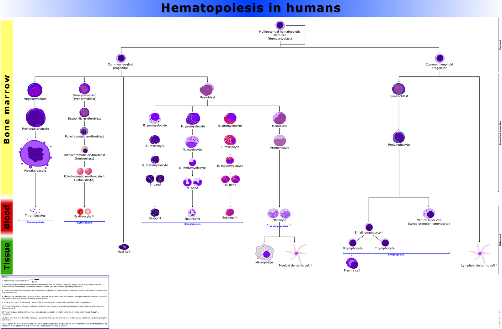 STUDENT'S MEDICARE: Haemopoisis