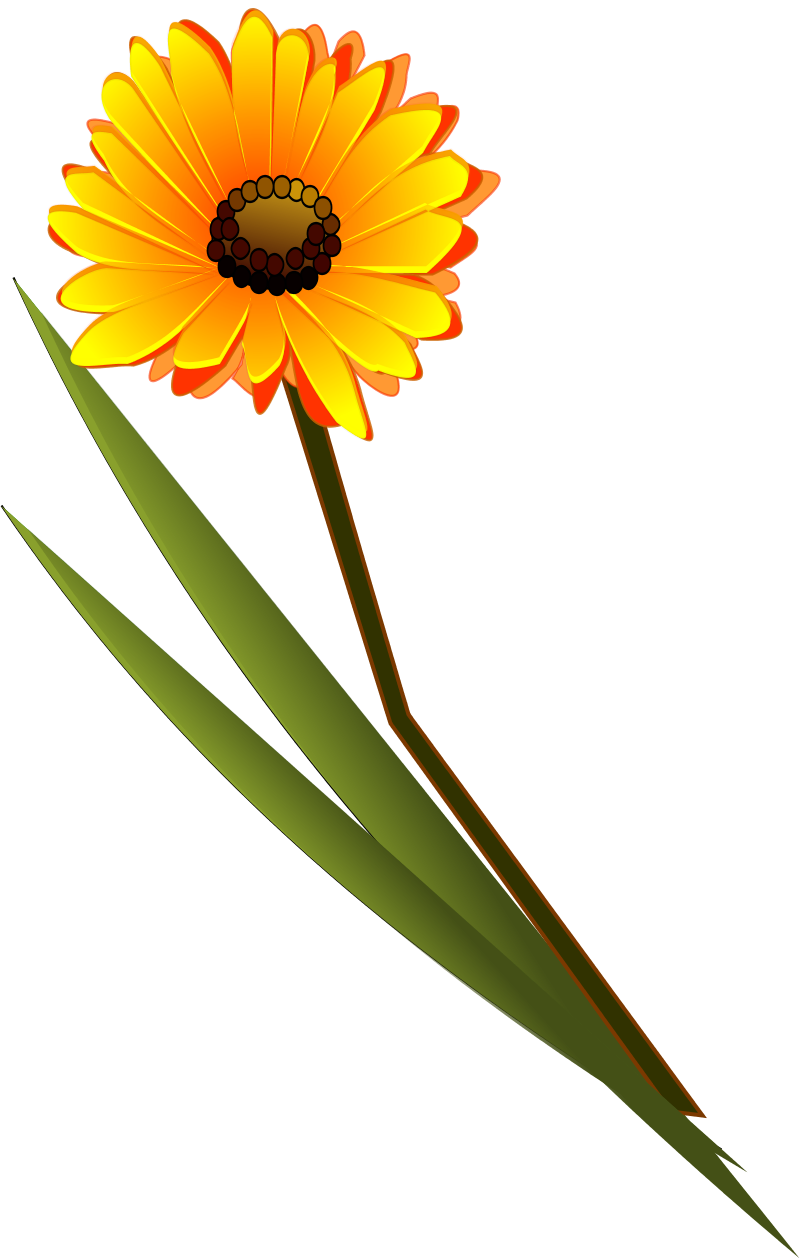 xochi flowers gerbera SVG