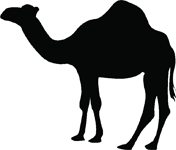 Camel Silhouette Sticker - Car Stickers