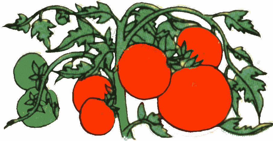 Best Tomato Clipart #17623 - Clipartion.com