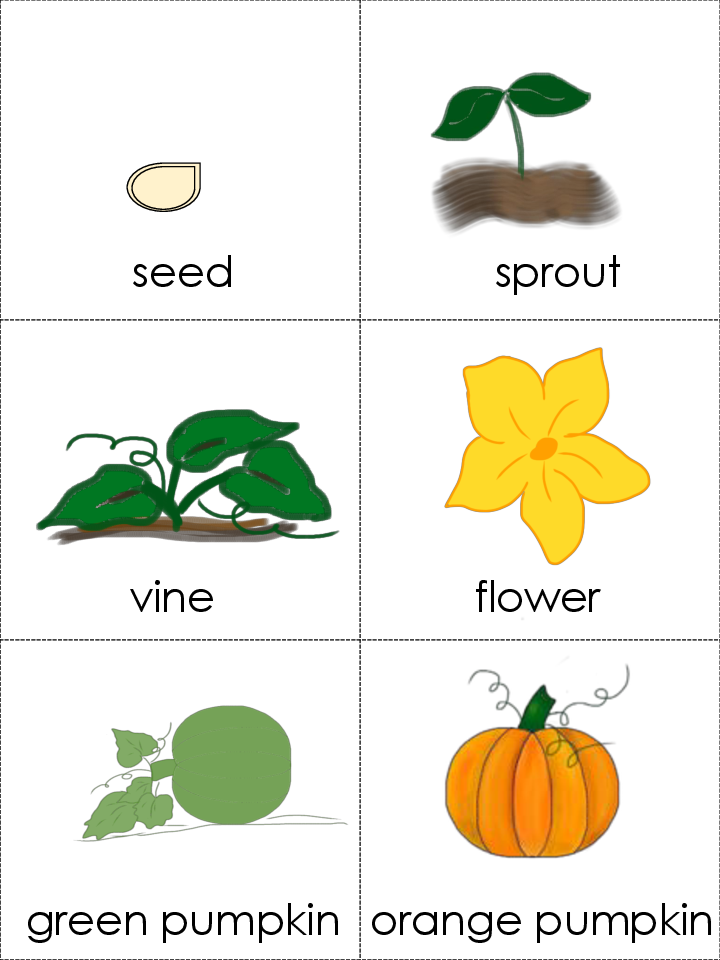 Pumpkin Life Cycle Clipart