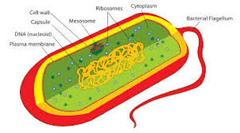 Do Eukaryotic Cells Have a Nucleus? | Study.com