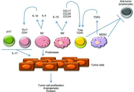 Figure 2. Pro-tumor infiltrating leukocytes and molecu | Open-i