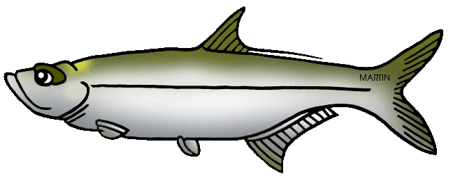 Tarpon fish clipart