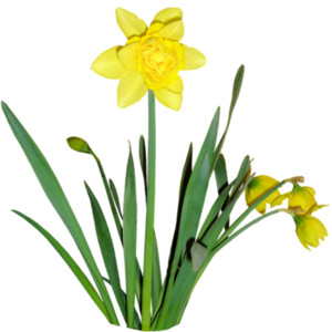 Spring Flowers Png - ClipArt Best