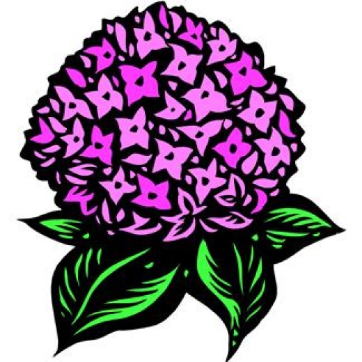 Hydrangea Clipart