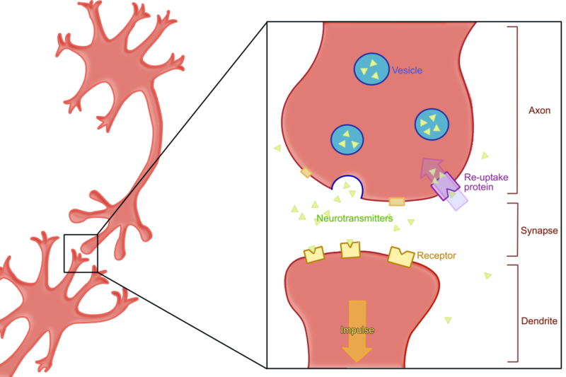 BioBook | Leaf: How do nerves communicate with each other?