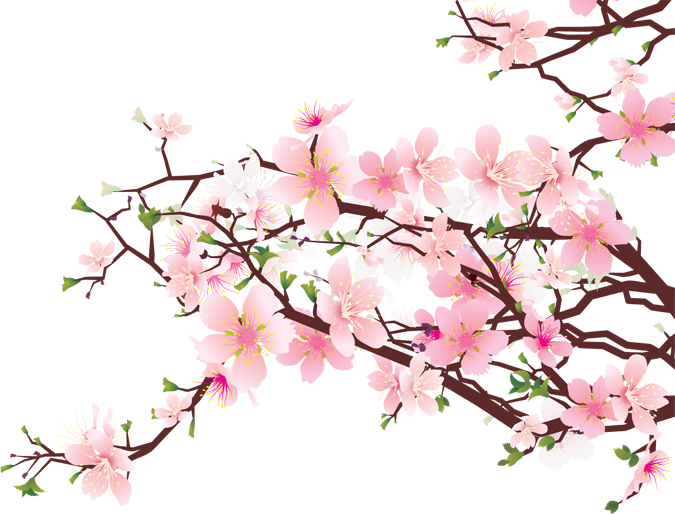 Sakura flower clipart png - ClipartFox
