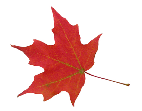 Images Of Maple Leaves | Free Download Clip Art | Free Clip Art ...