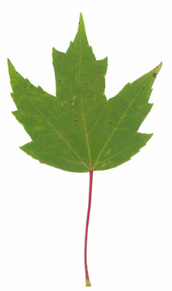 Red Maple Leaf Poisoning of Horses