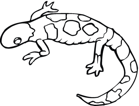 Yellow-spotted mole salamander coloring page | Free Printable ...