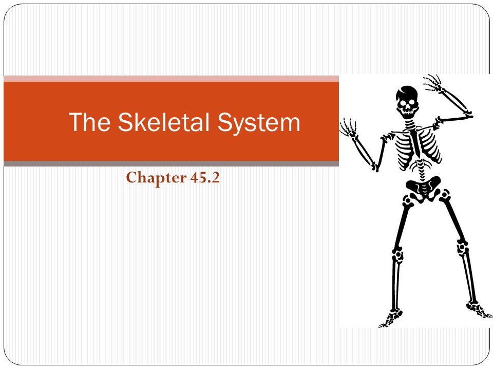 Chapter 45.2 The Skeletal System. The Human Skeleton Has ...