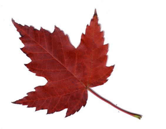 Maple Leaves | Canada, Toronto and ...