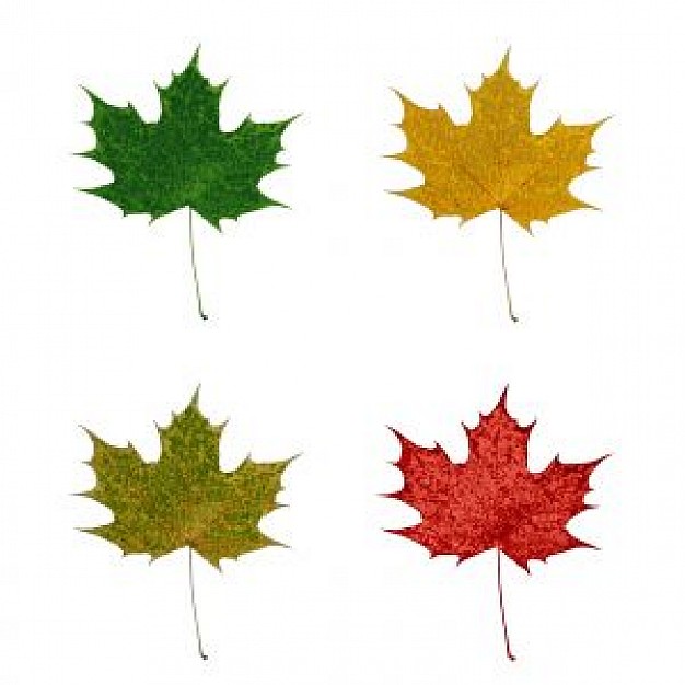 Maple-Leaf 5 | Download free Photos