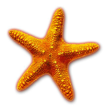 Nemo Starfish Clipart