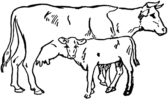 Clip Art Cows