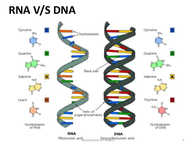 RNA- Structure, Types and Functions