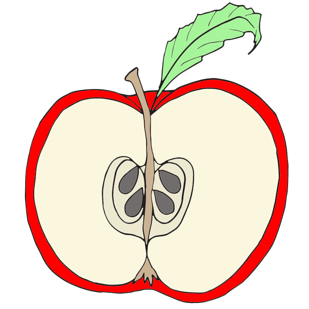 Parts of an Apple Clipart -